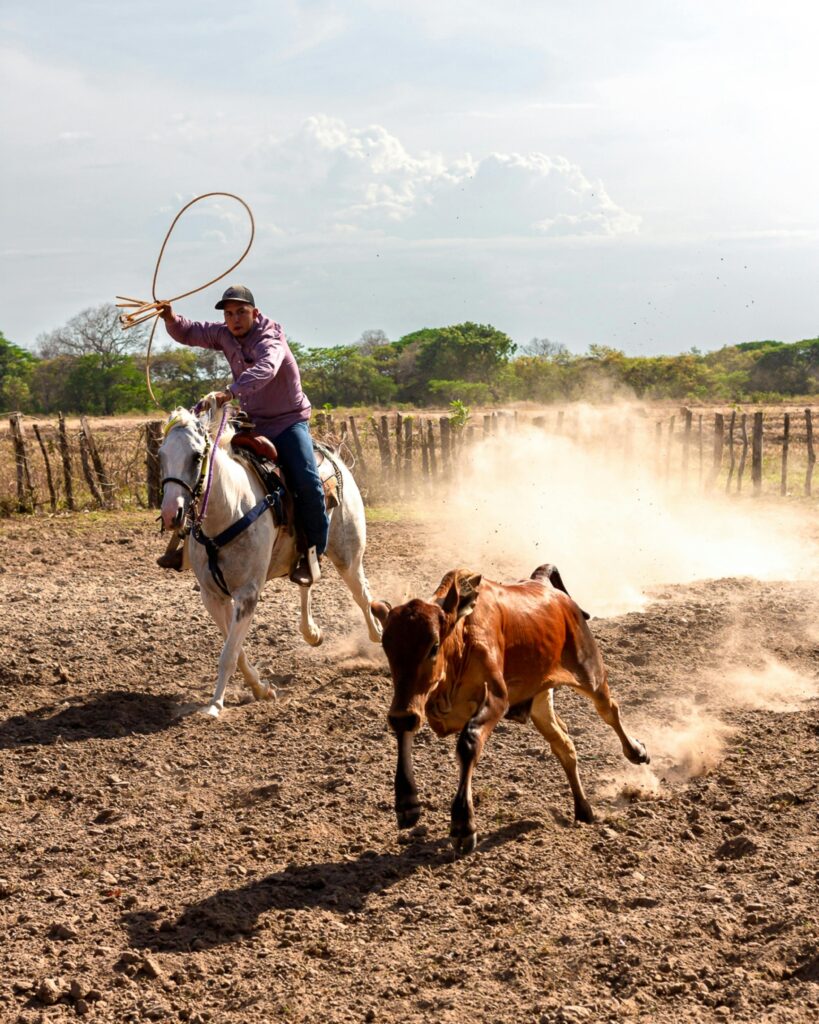 Roping a calf